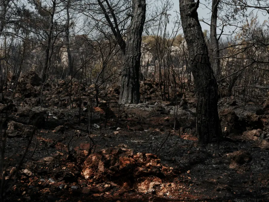 Bosque quemado en proceso de reforestación